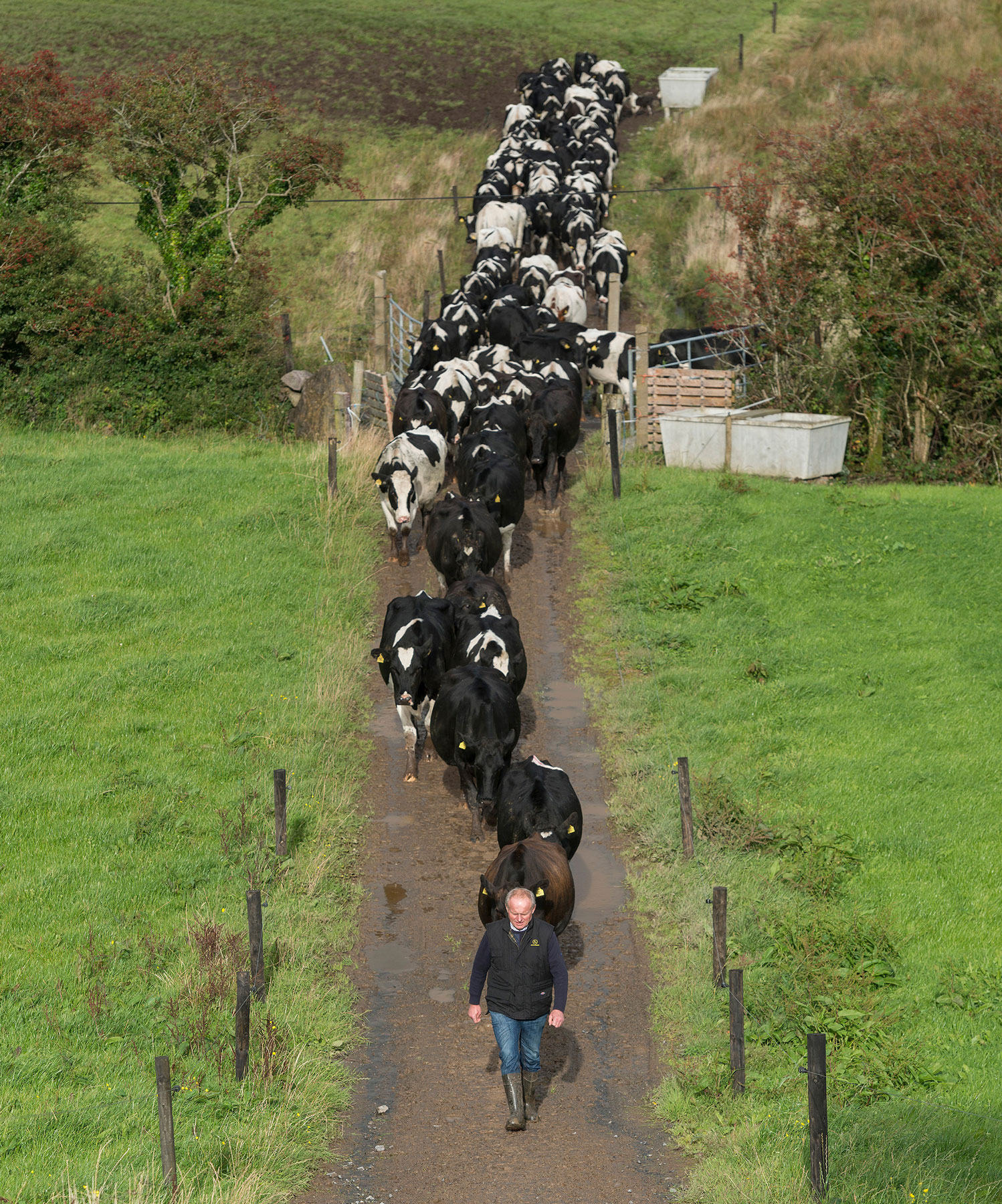 Leading the Herd