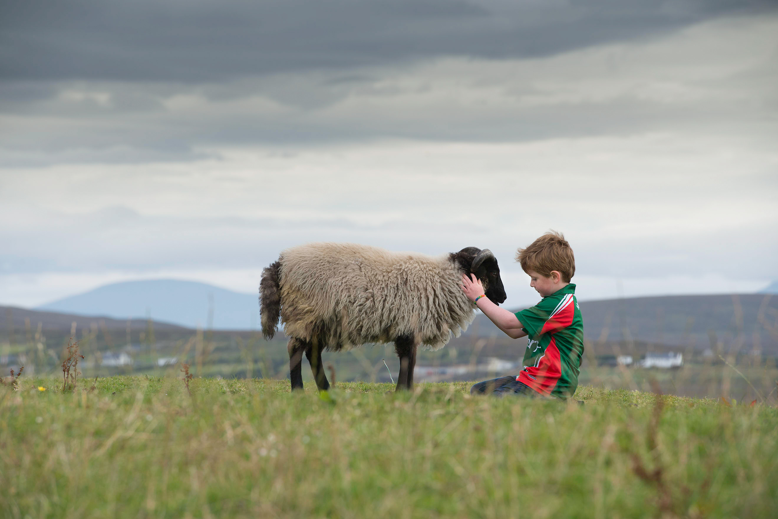 editorial-public-relations-corporate-photographer-mayo-irelandCalveysAchillMountainLamb171